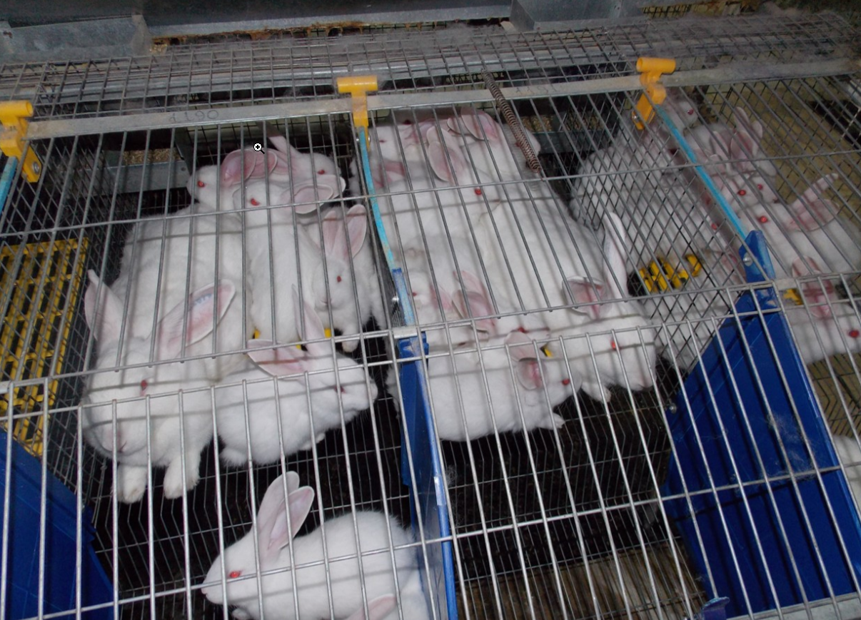 Варианты самостоятельного изготовления клеток для кроликов